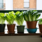 découvrez nos conseils pratiques pour réussir la culture de salades fraîches sur votre balcon et profitez de récoltes goûteuses toute l'année.