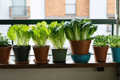 découvrez nos conseils pratiques pour réussir la culture de salades fraîches sur votre balcon et profitez de récoltes goûteuses toute l'année.