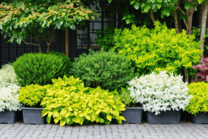 découvrez nos plantes à feuillage panaché pour apporter couleur et lumière à votre jardin toute l'année. idéales pour égayer vos espaces verts en toutes saisons.