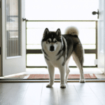 découvrez les repères essentiels pour bien comprendre l'akita inu, un chien au mode de vie unique, et adoptez un lifestyle adapté à cette race fascinante.