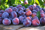 Plongez dans un univers fruité : à la découverte d'une abondance de prunes