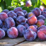 découvrez un univers fruité riche et savoureux en explorant l'abondance de prunes, leurs variétés, bienfaits et recettes gourmandes.